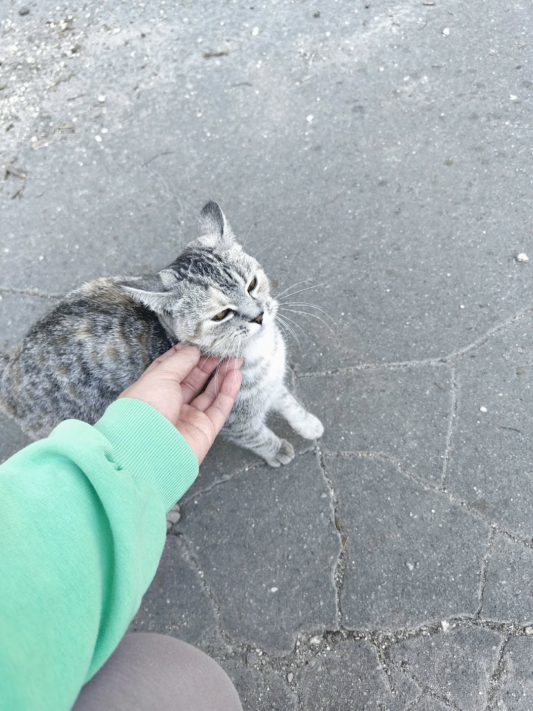 Найдена собака в Липецке — фото объявления