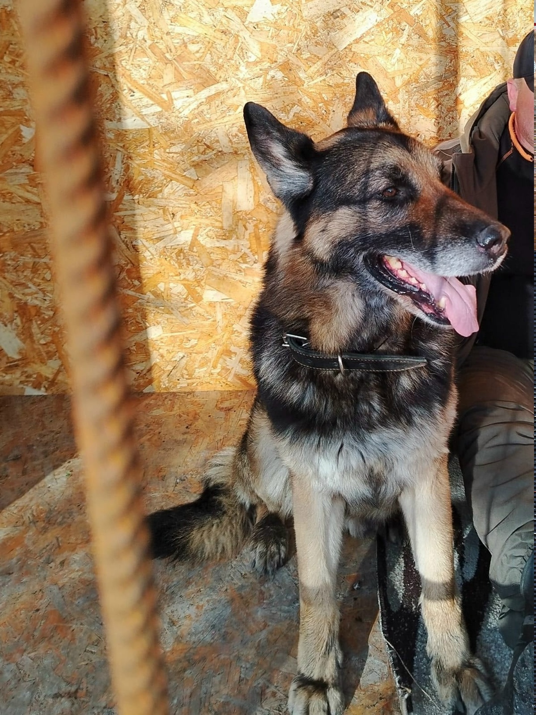 Найдена собака в Липецке — фото объявления