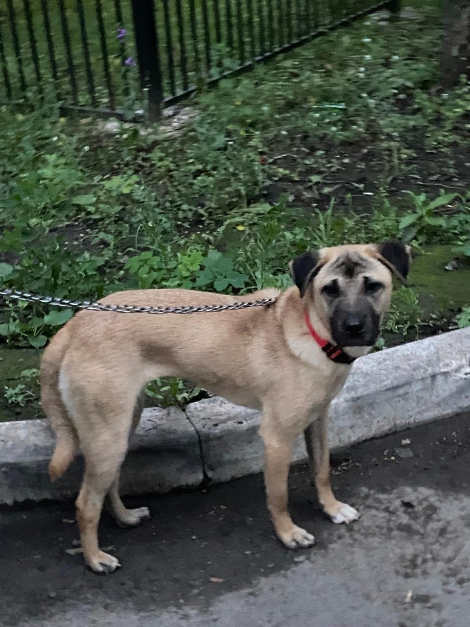 Найдена собака в Липецке — фото объявления