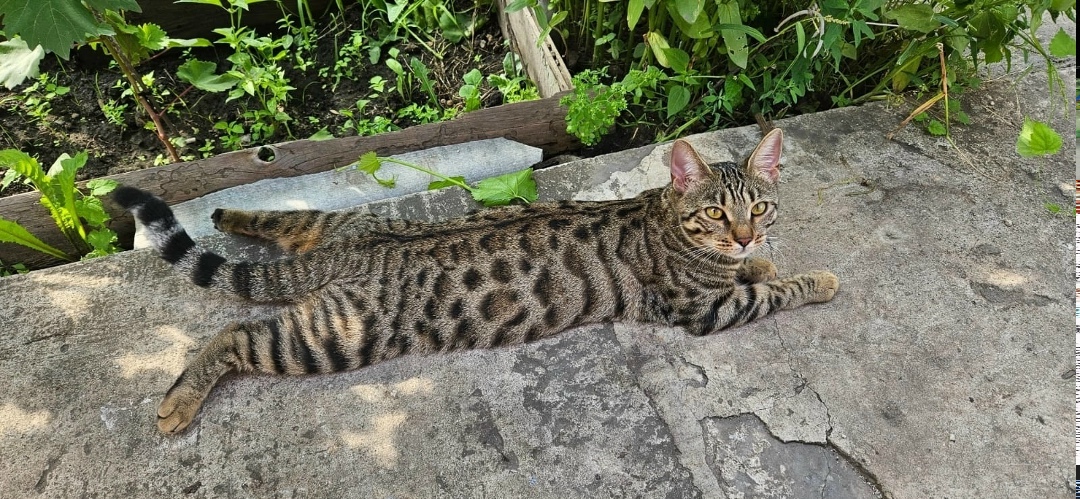 Найдена собака в Липецке — фото объявления