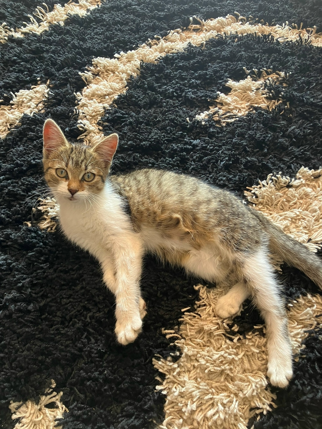 Найдена собака в Липецке — фото объявления