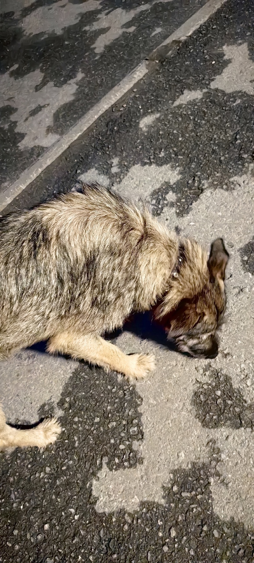 Найдена собака в Липецке — фото объявления