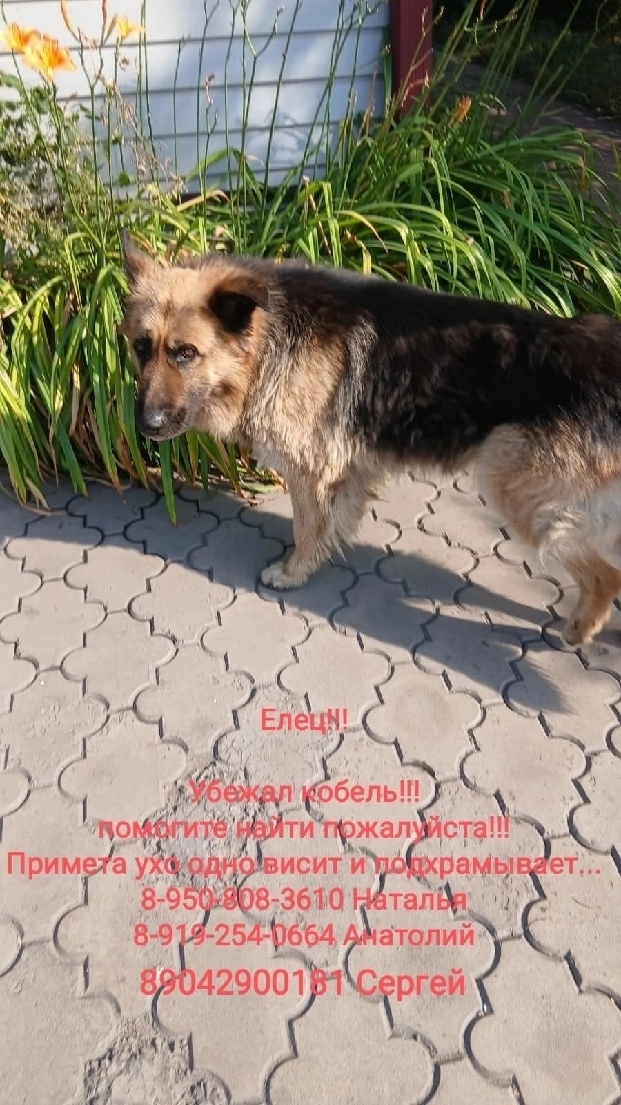Найдена собака в Липецке — фото объявления