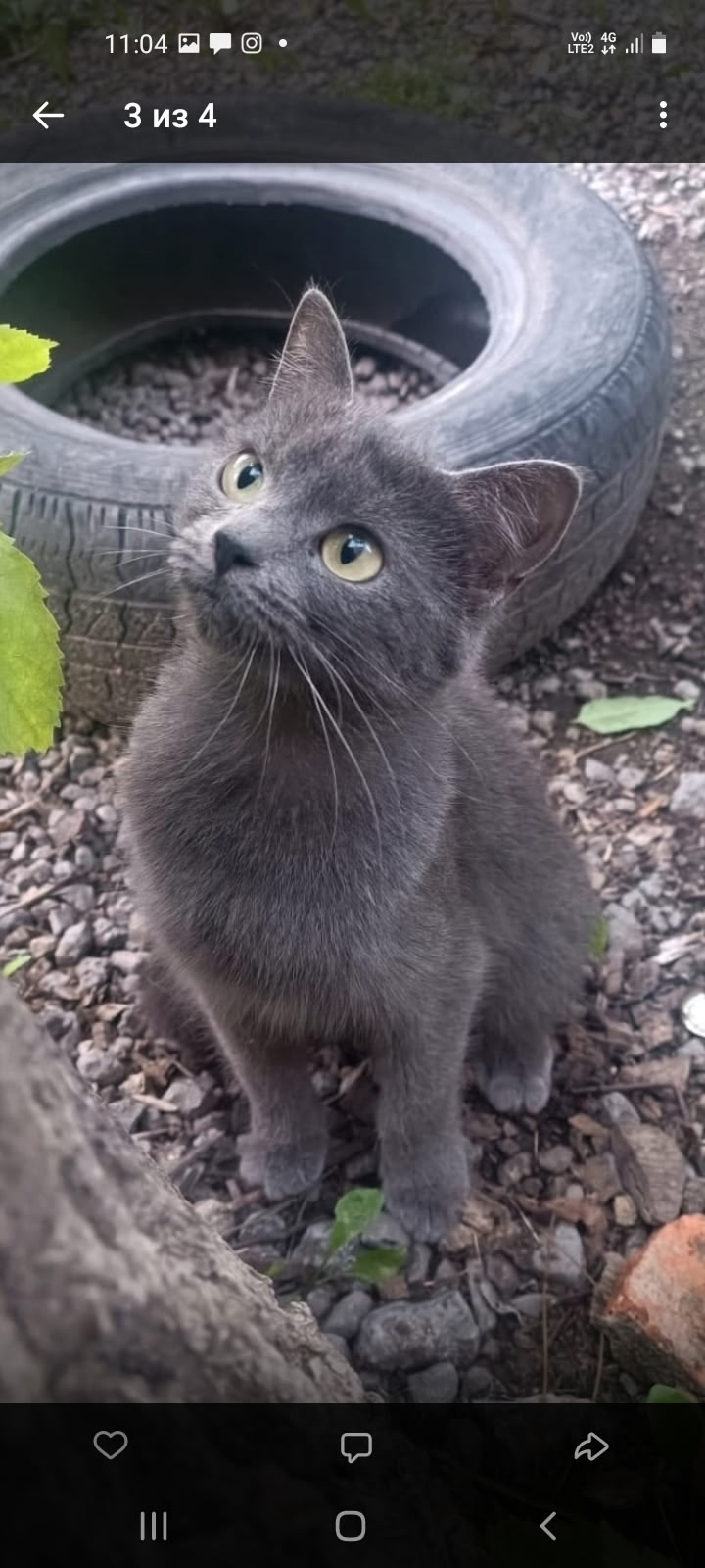 Найдена собака в Липецке — фото объявления