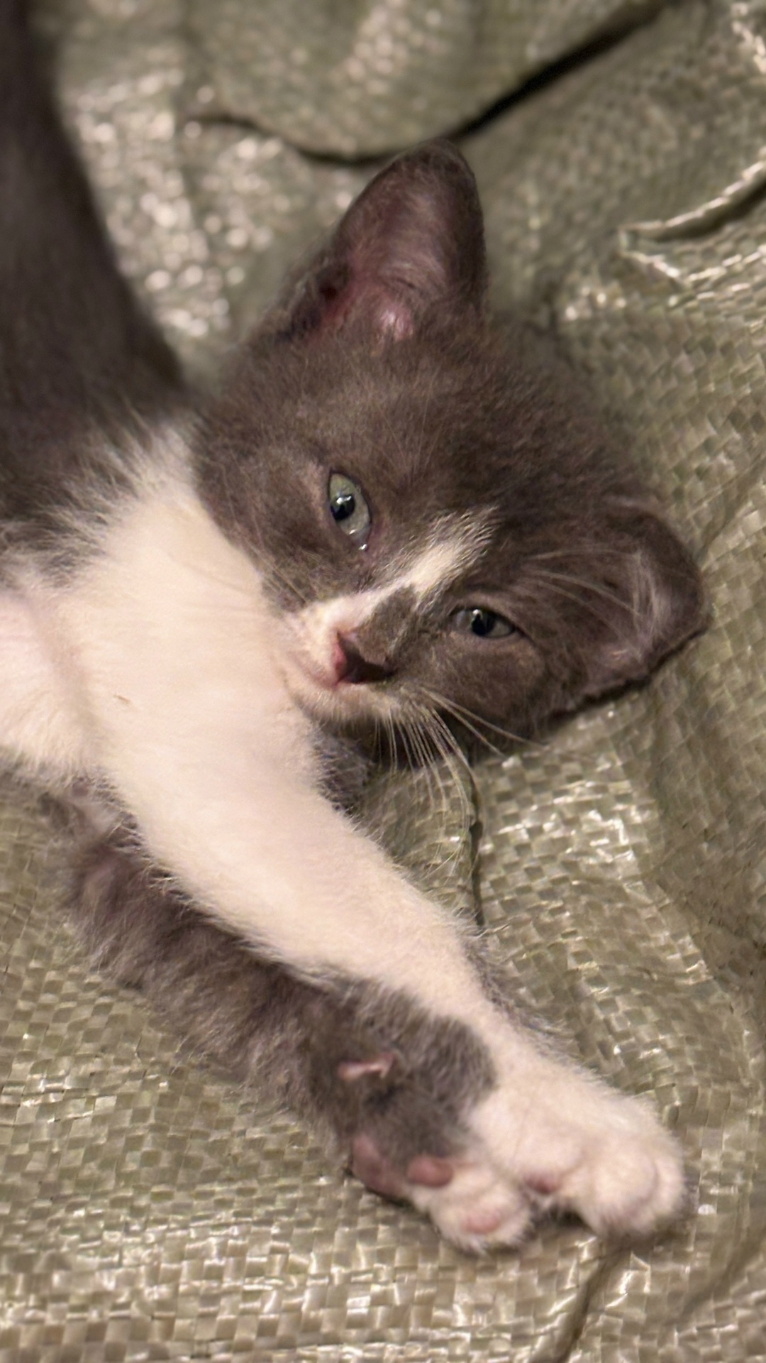 Найдена собака в Липецке — фото объявления