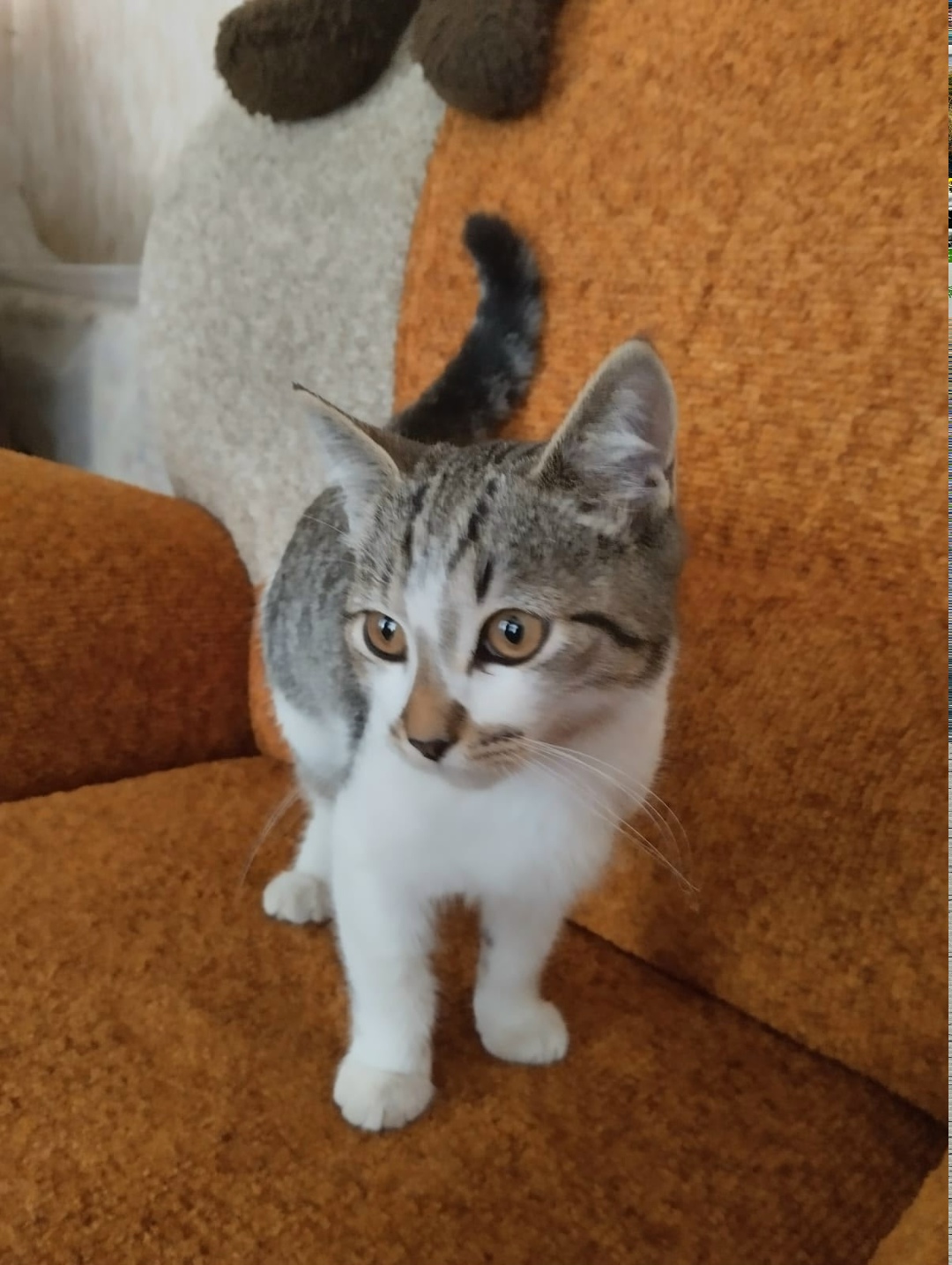 Найдена собака в Липецке — фото объявления