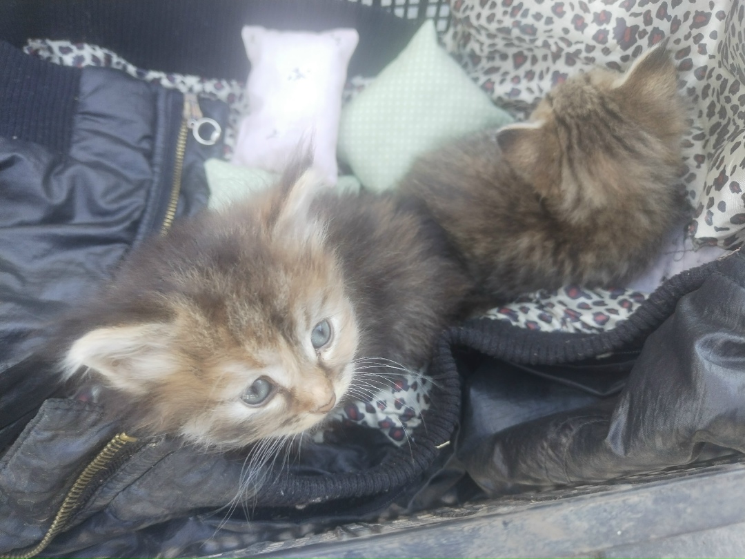 Найдена собака в Липецке — фото объявления