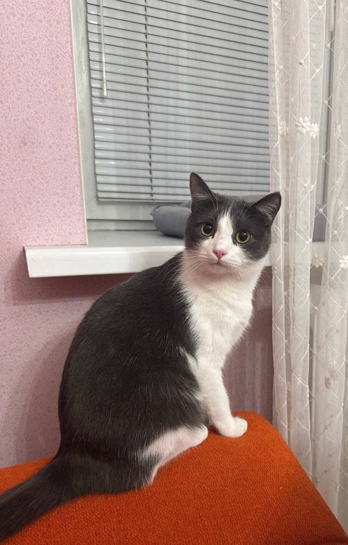 Найдена собака в Липецке — фото объявления