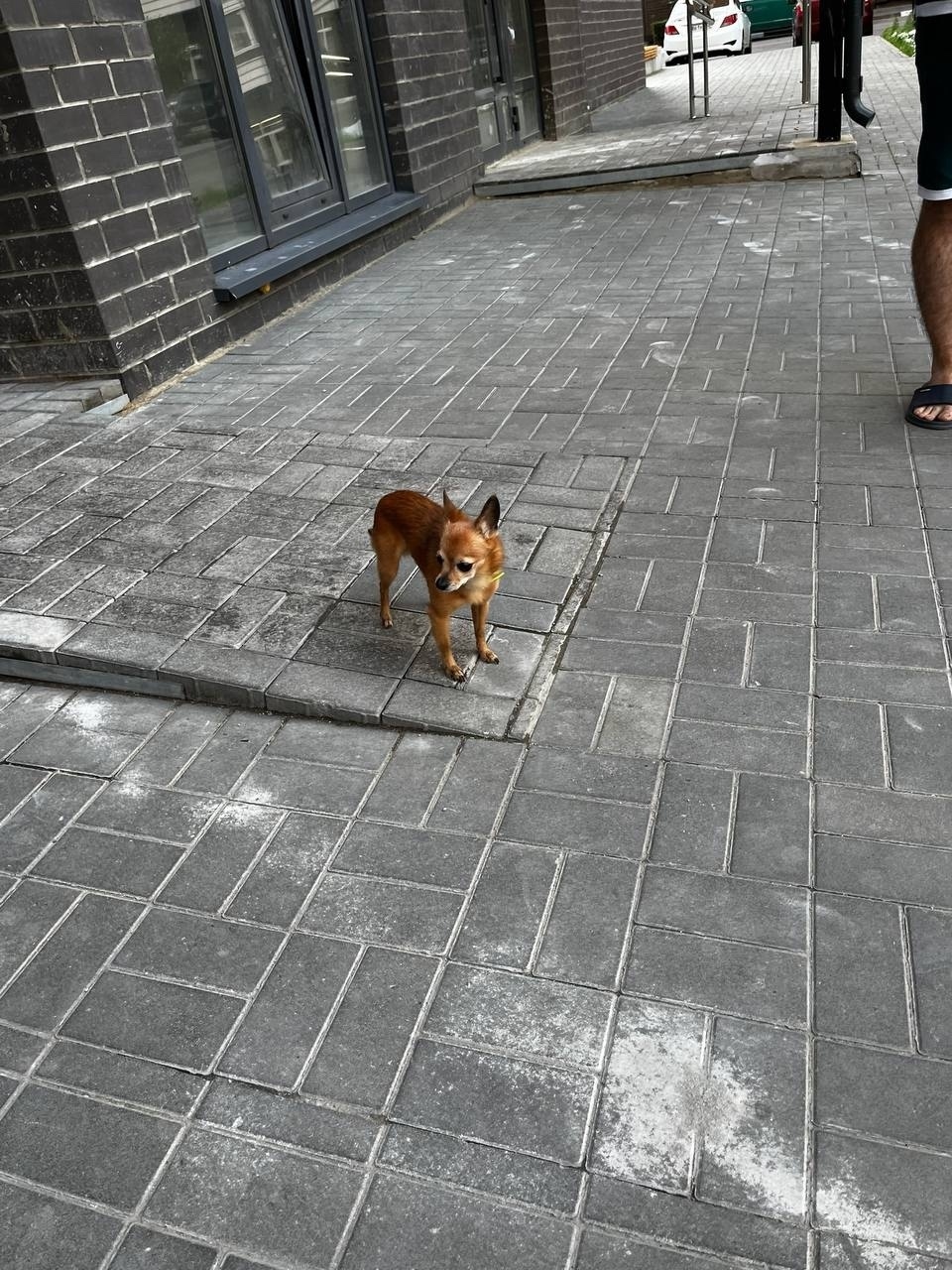 Найдена собака в Липецке — фото объявления