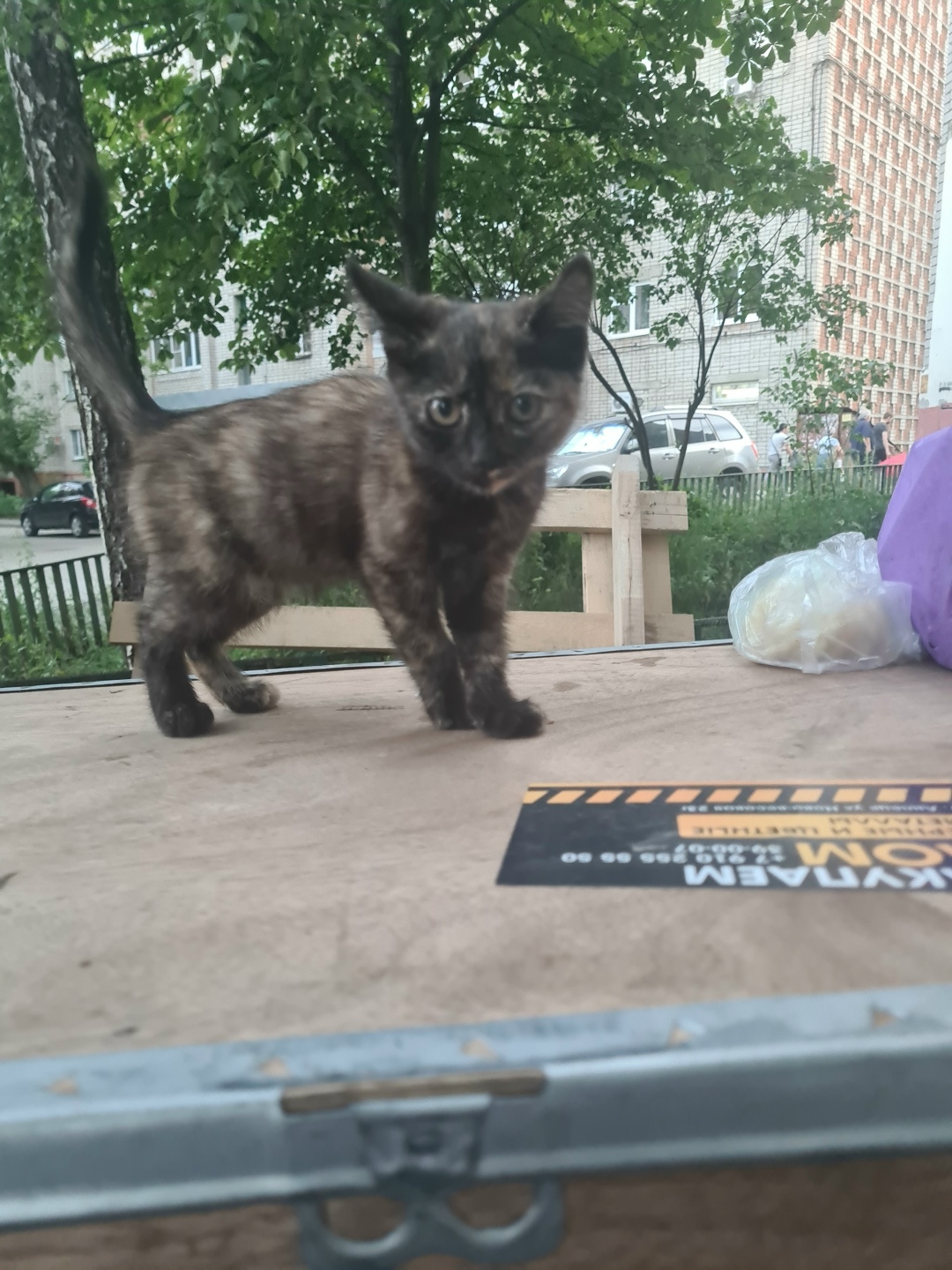 Найдена собака в Липецке — фото объявления