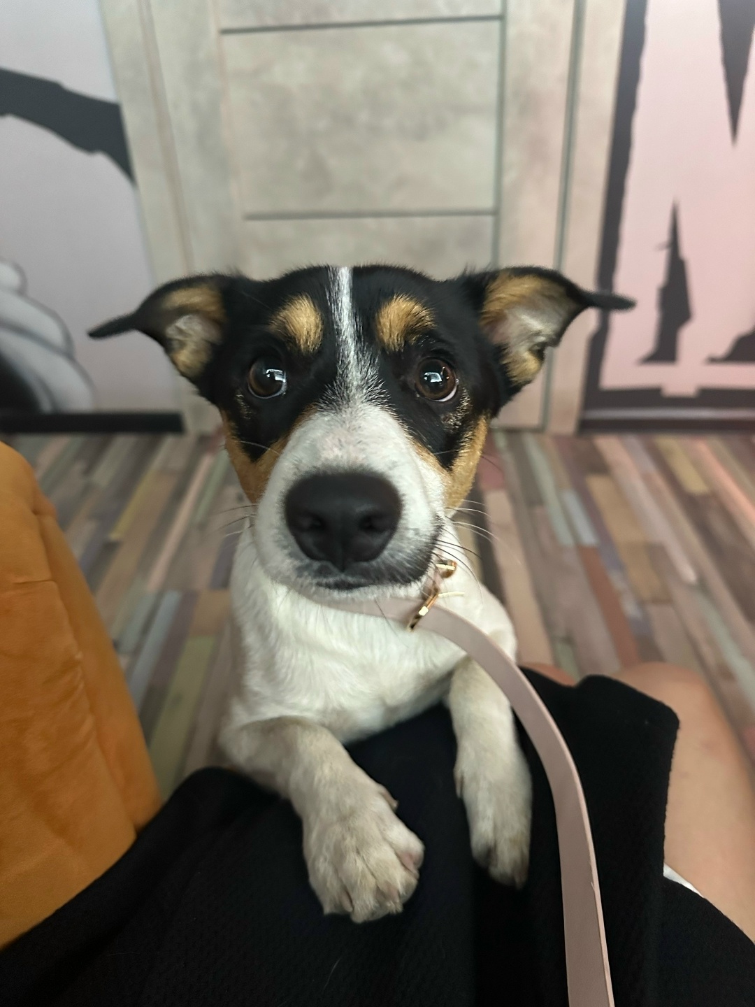 Найдена собака в Липецке — фото объявления