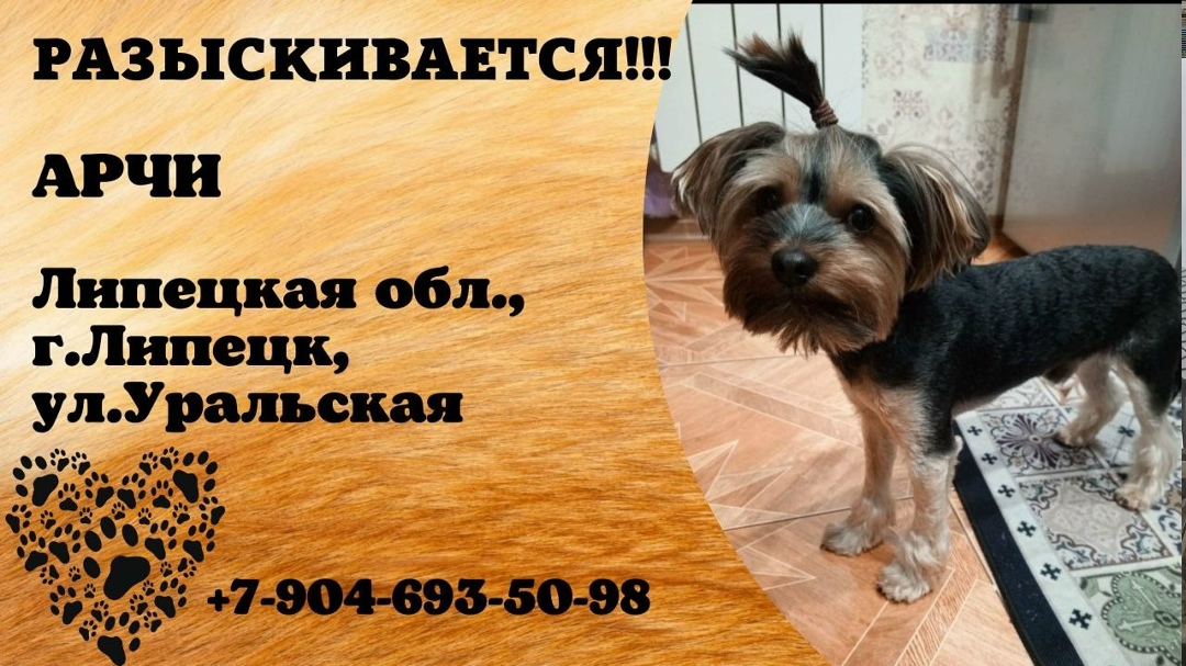 Найдена собака в Липецке — фото объявления
