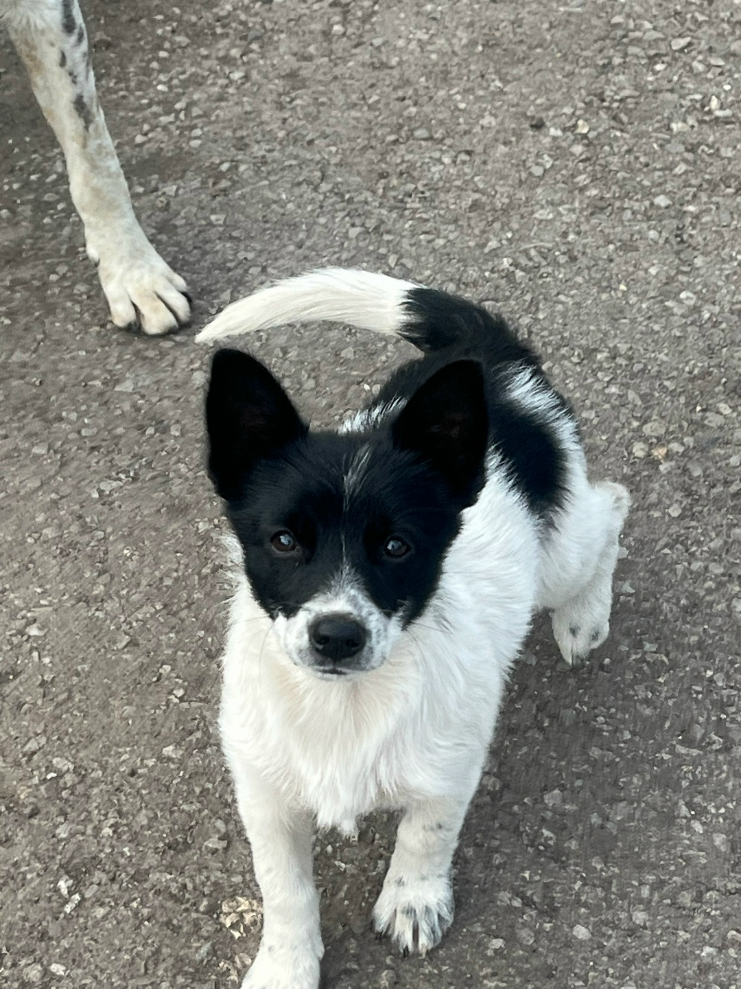 Найдена собака в Липецке — фото объявления