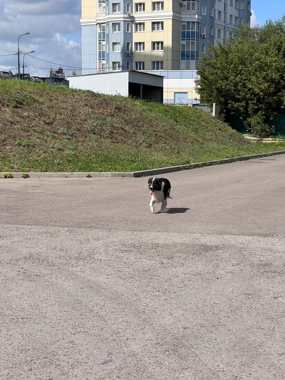 Найдена собака в Липецке — фото объявления