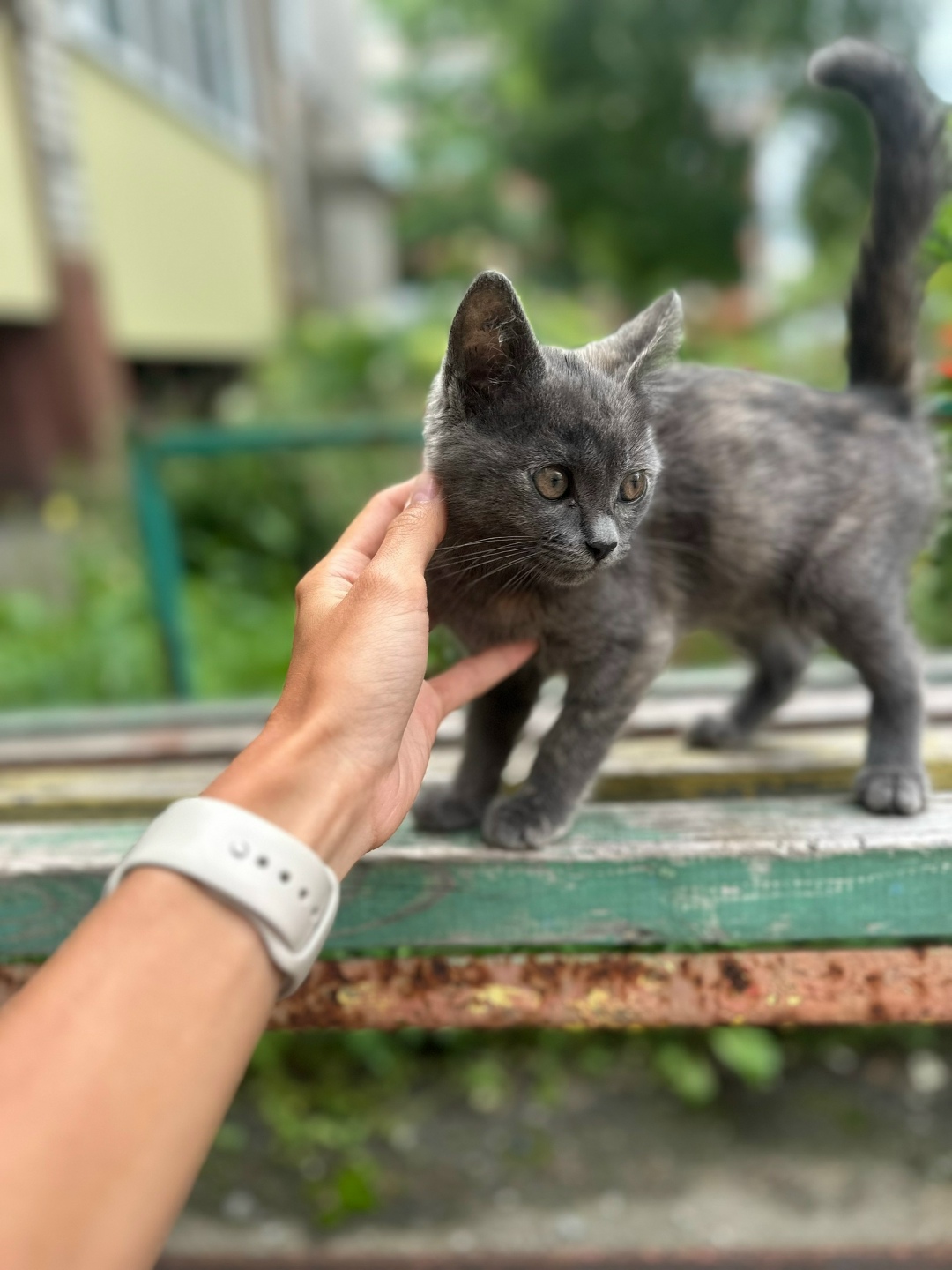 Найдена собака в Липецке — фото объявления