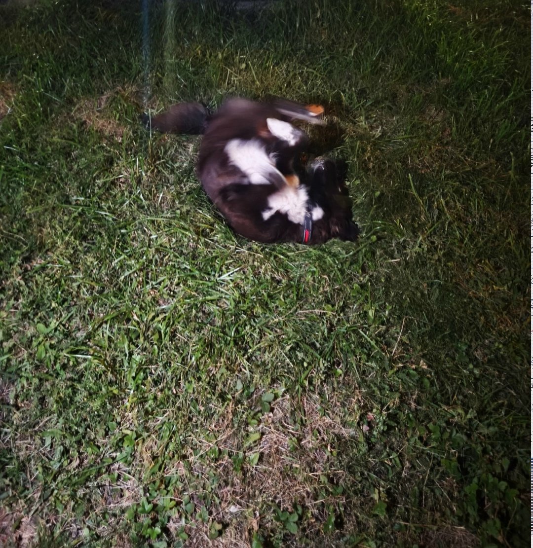 Найдена собака в Липецке — фото объявления