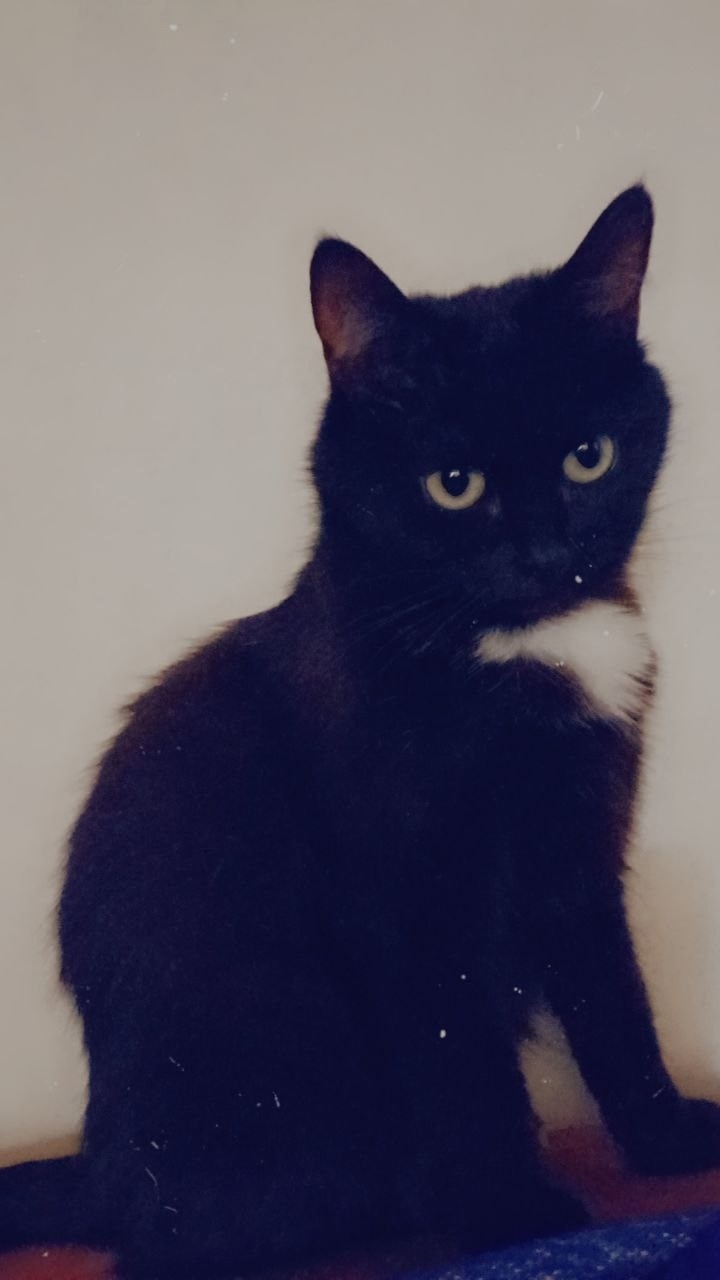 Найдена собака в Липецке — фото объявления