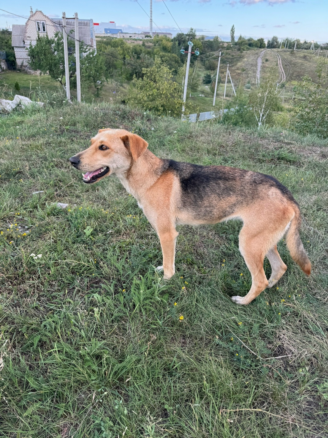 Найдена собака в Липецке — фото объявления