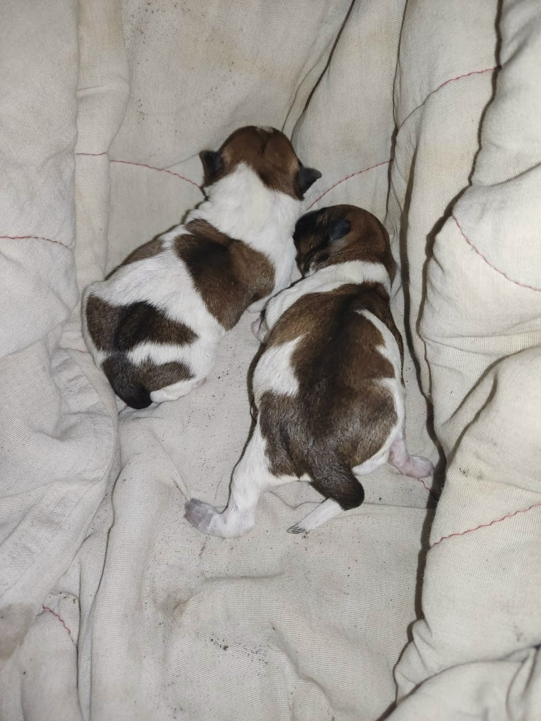 Найдена собака в Липецке — фото объявления