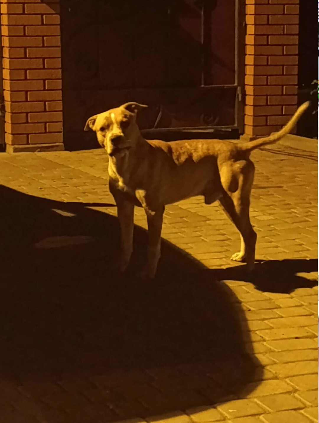 Найдена собака в Липецке — фото объявления