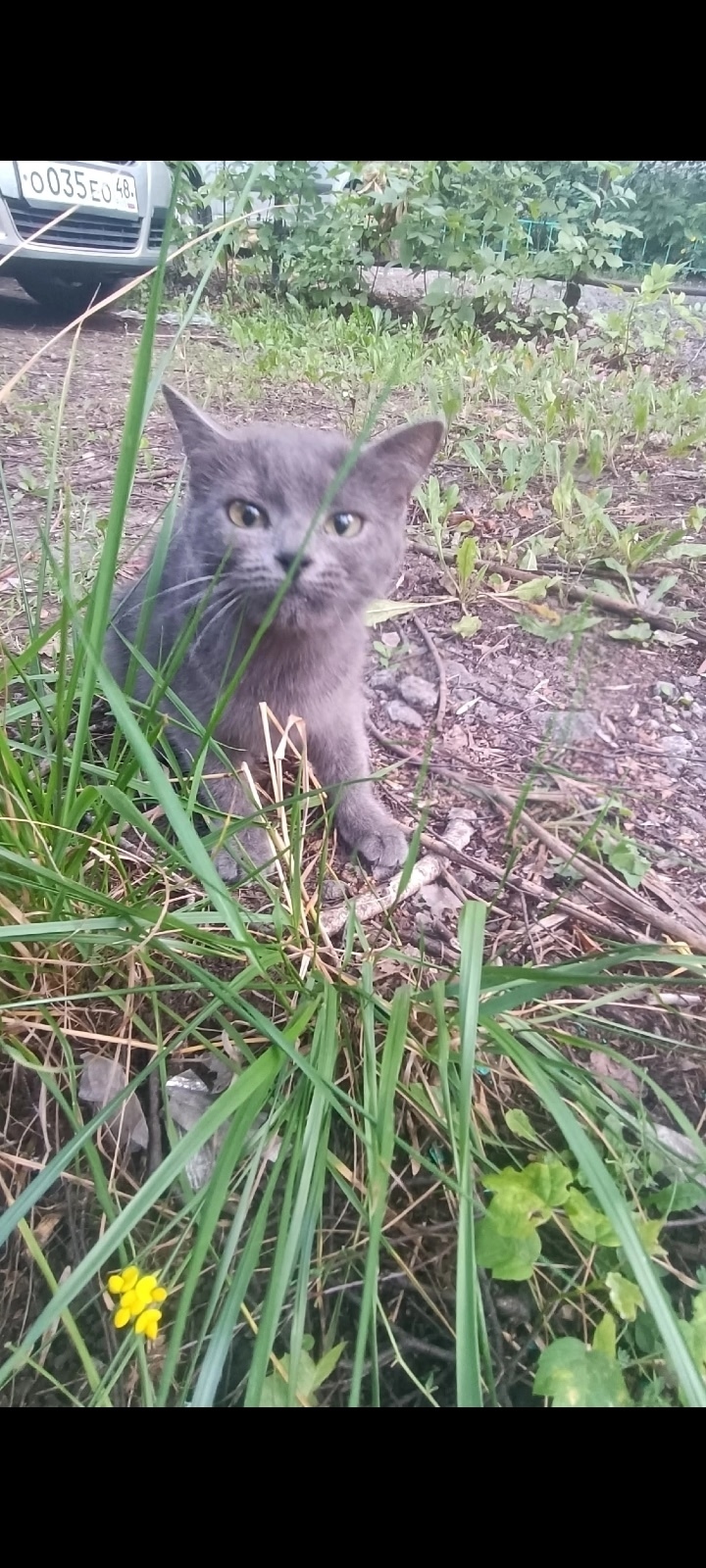 Найдена собака в Липецке — фото объявления