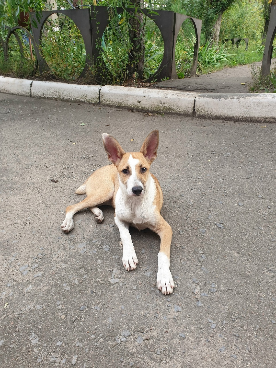 Найдена собака в Липецке — фото объявления