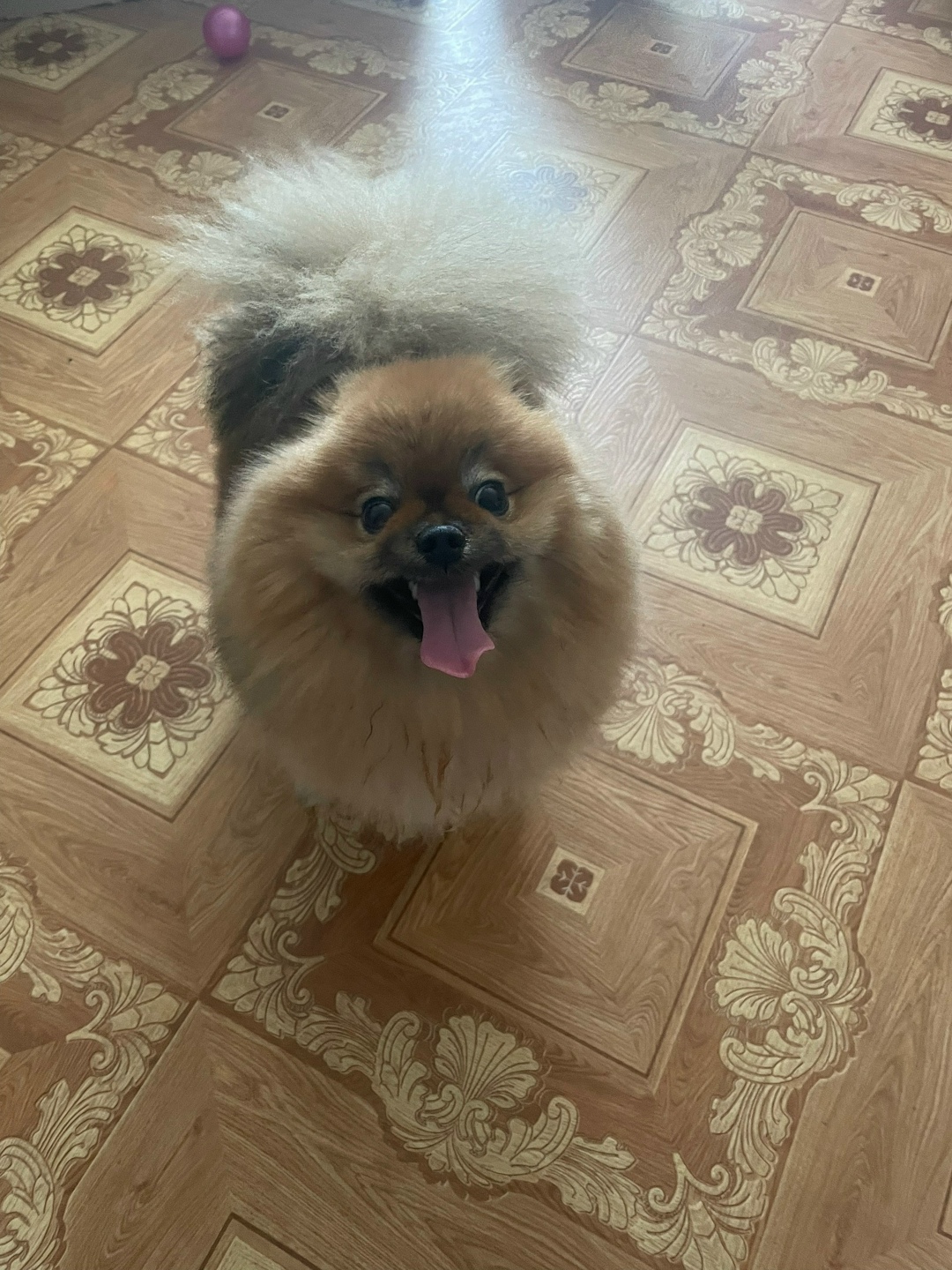 Найдена собака в Липецке — фото объявления