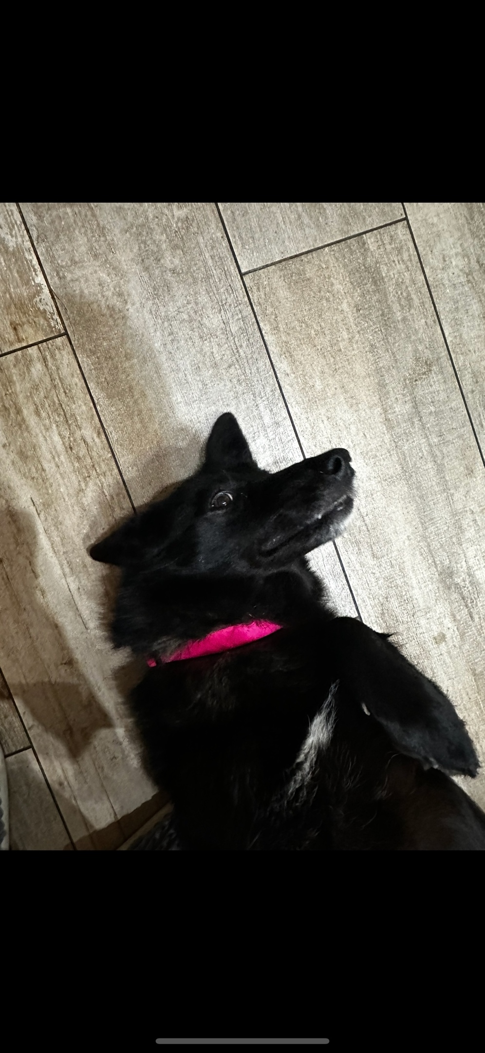 Найдена собака в Липецке — фото объявления