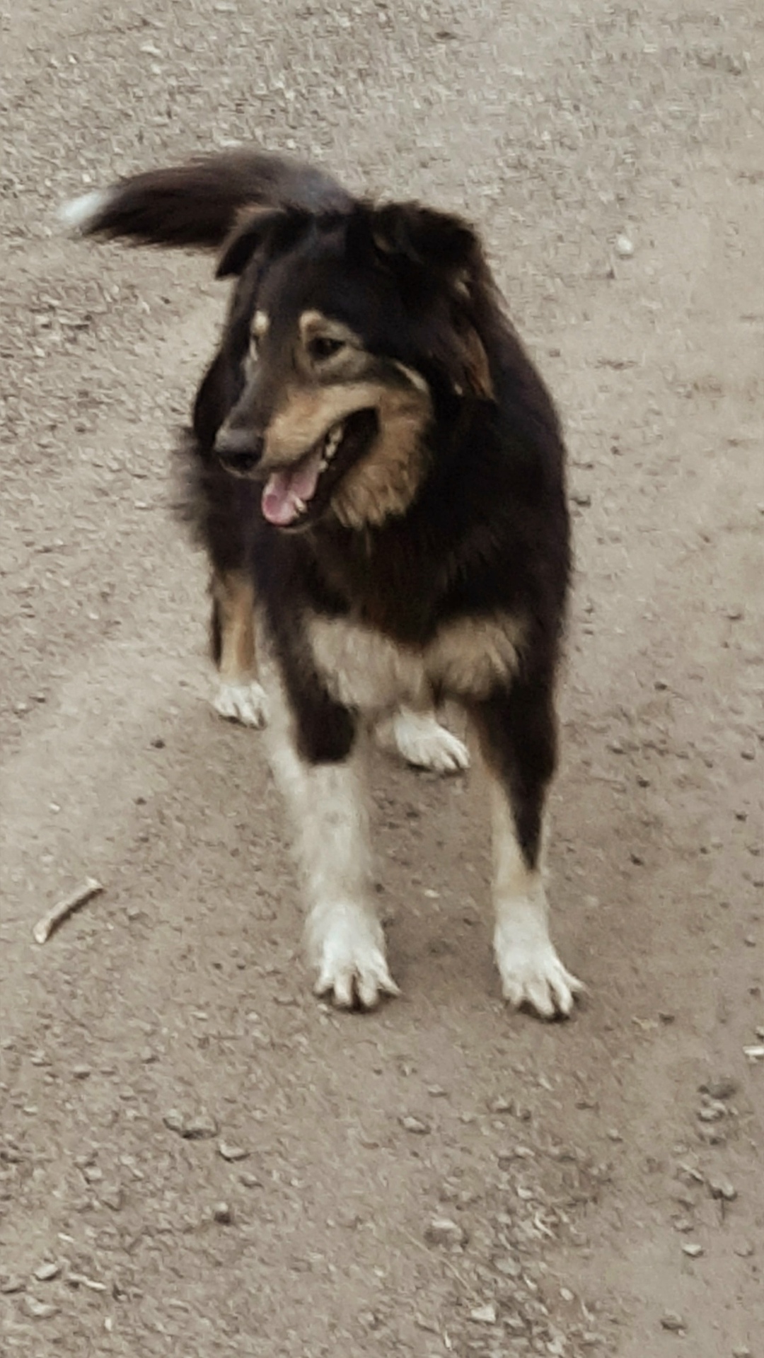 Найдена собака в Липецке — фото объявления