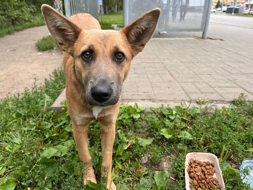 Найдена собака в Липецке — фото объявления