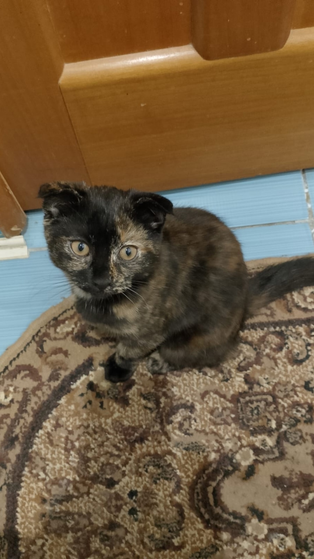 Найдена собака в Липецке — фото объявления