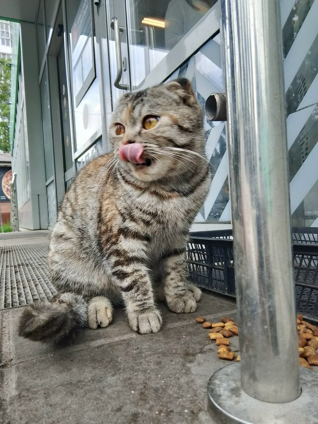 Найдена собака в Липецке — фото объявления