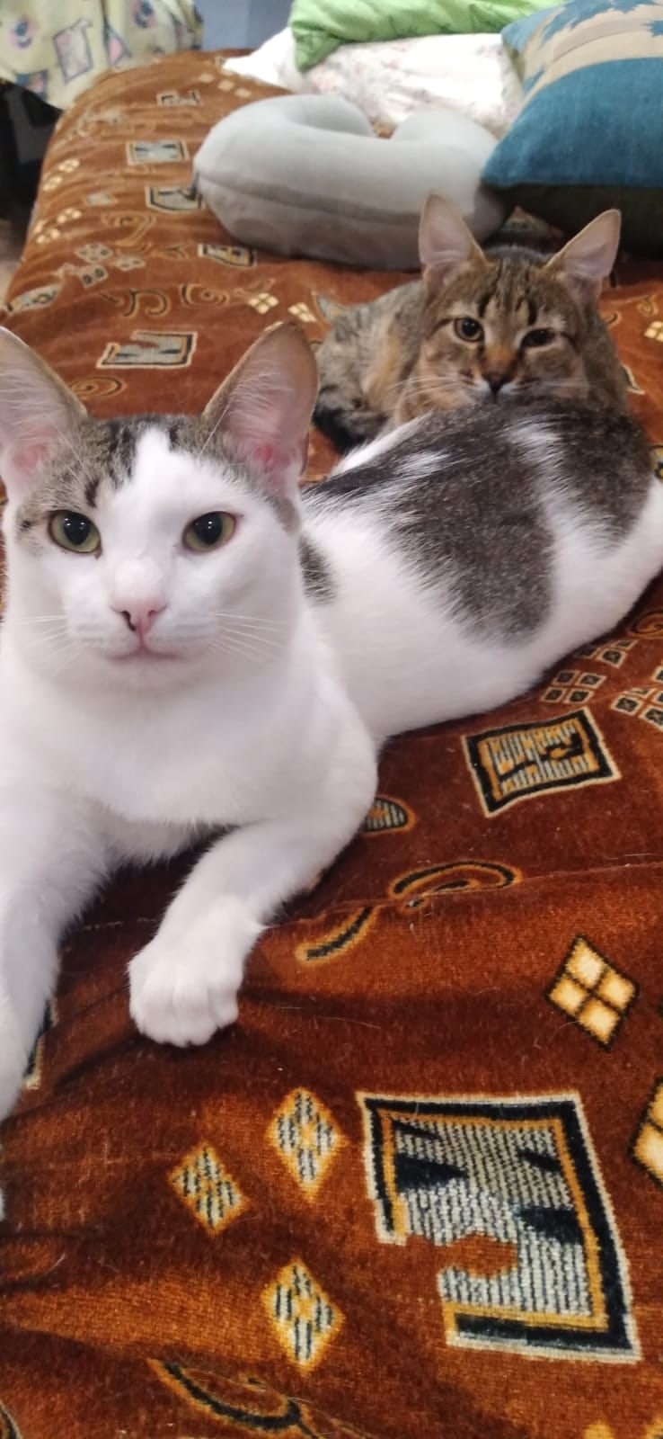 Найдена собака в Липецке — фото объявления