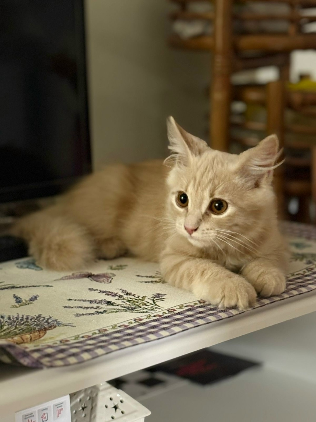 Найдена собака в Липецке — фото объявления