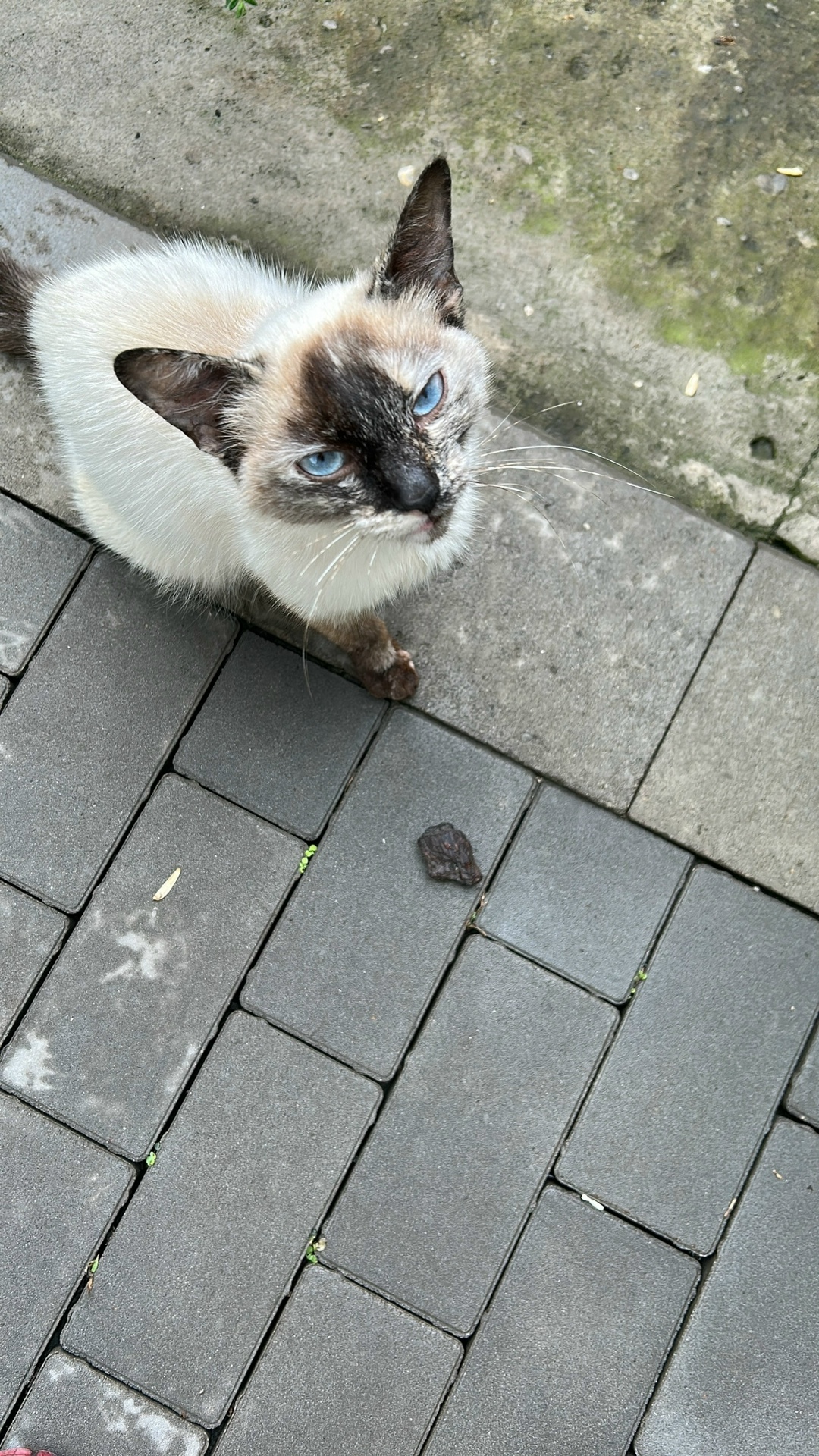 Найдена собака в Липецке — фото объявления