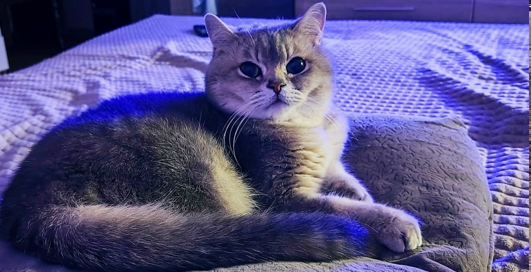 Найдена собака в Липецке — фото объявления