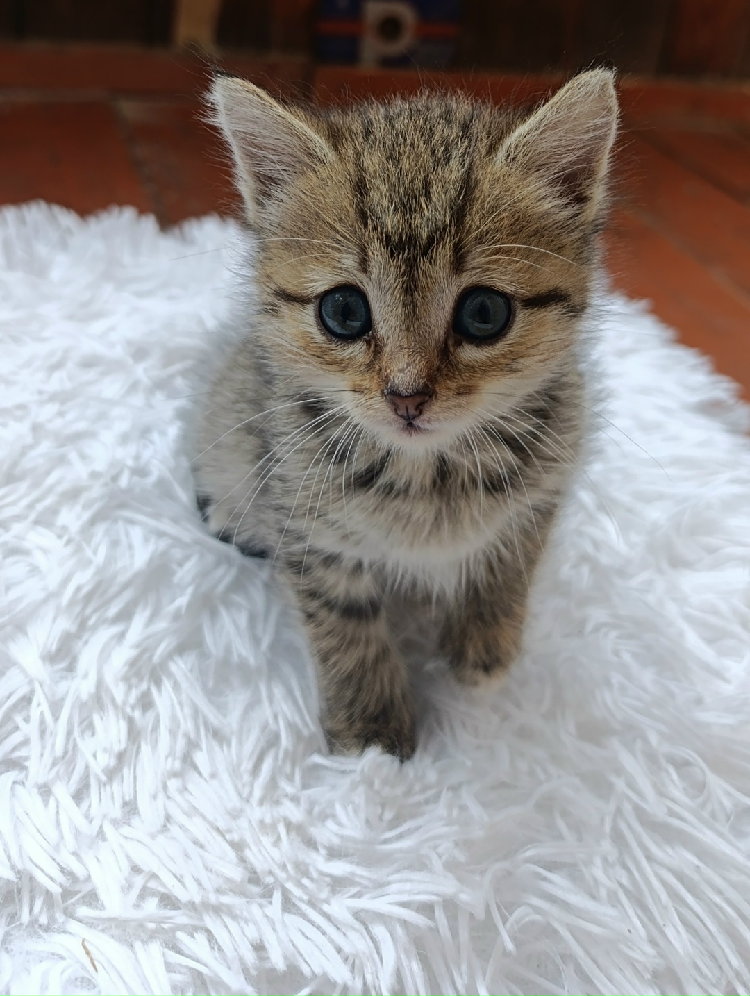 Найдена собака в Липецке — фото объявления