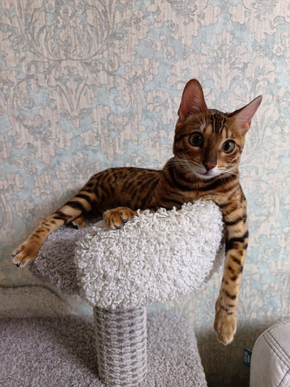 Найдена собака в Липецке — фото объявления