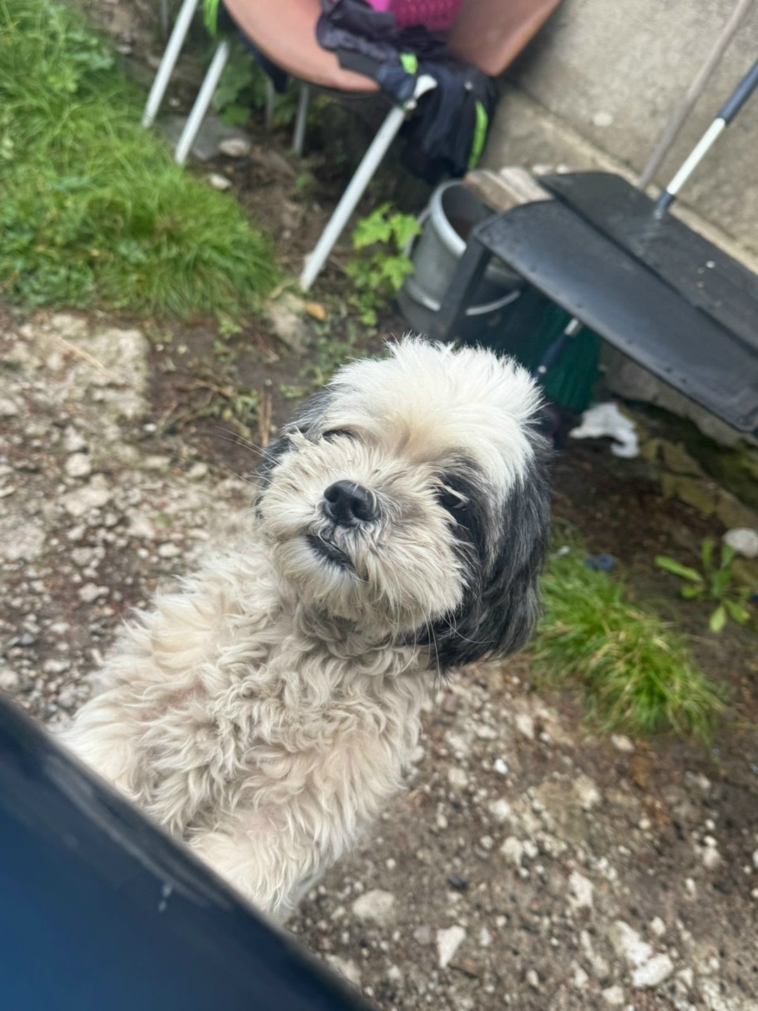 Найдена собака в Липецке — фото объявления