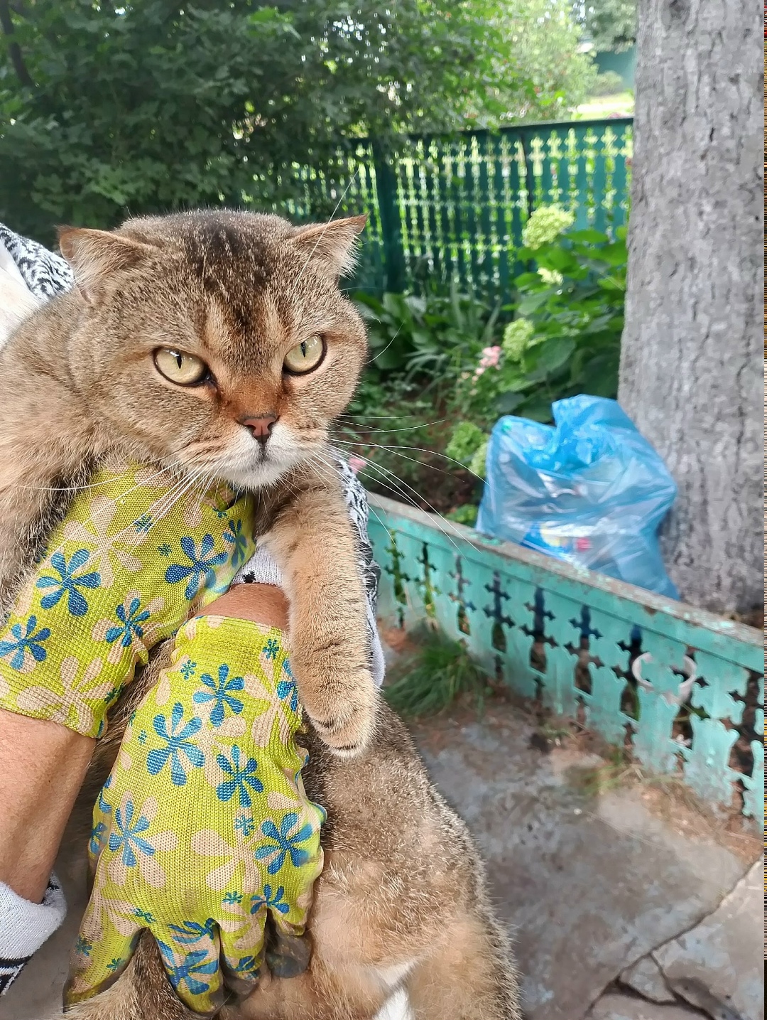 Найдена собака в Липецке — фото объявления