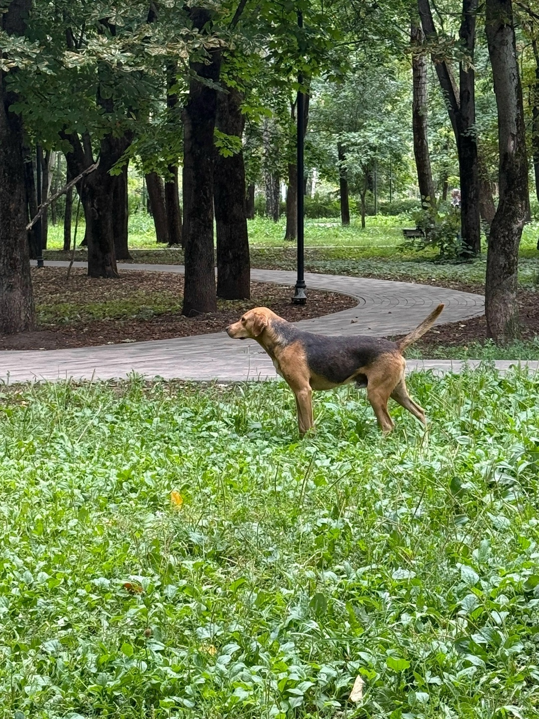 Найдена собака в Липецке — фото объявления
