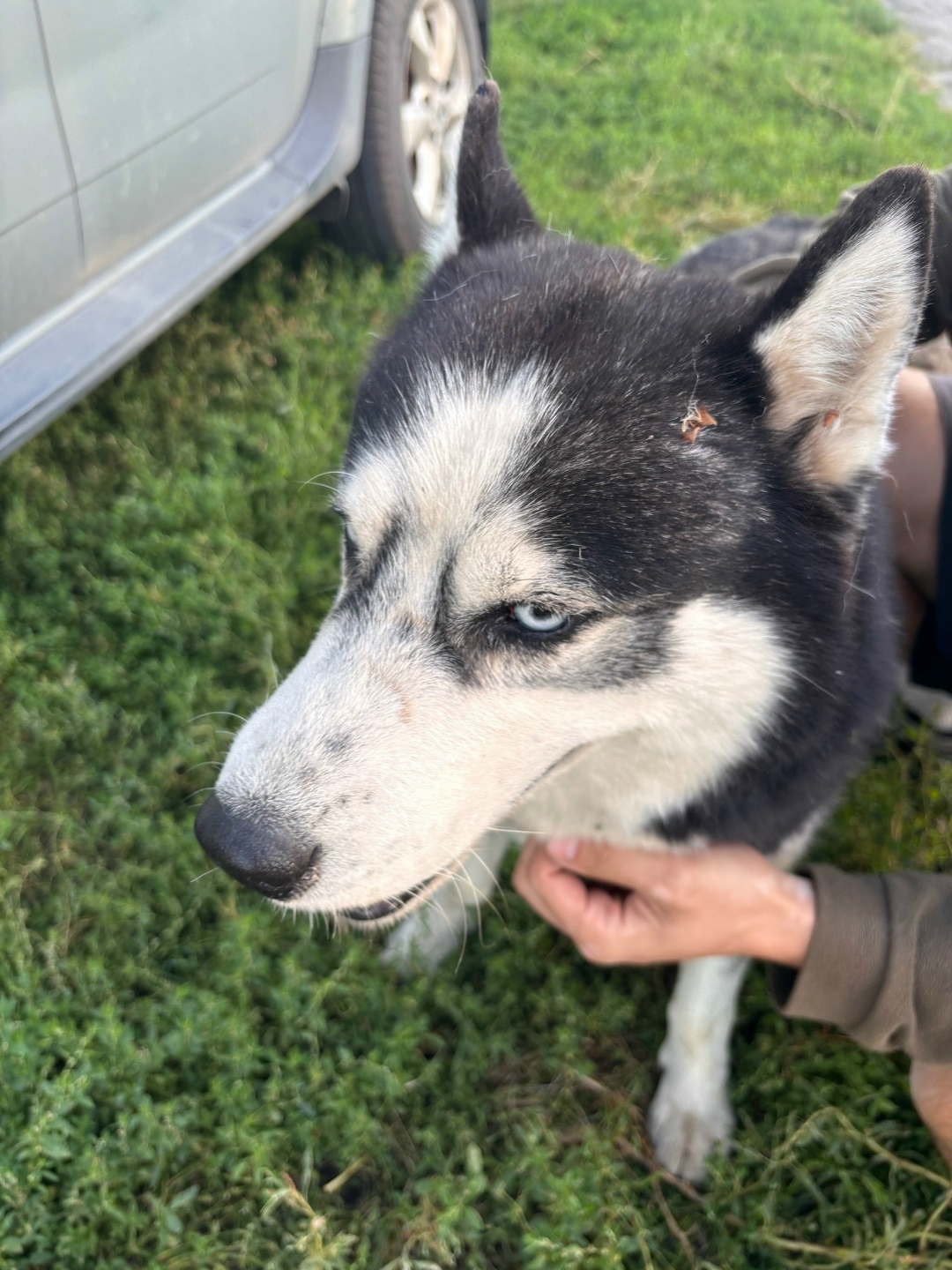 Найдена собака в Липецке — фото объявления