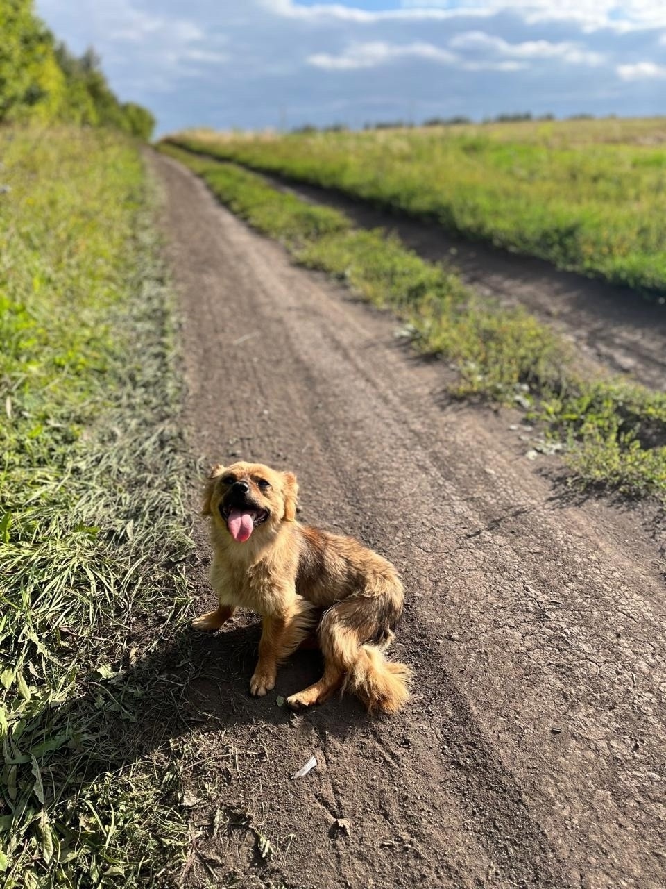 Найдена собака в Липецке — фото объявления