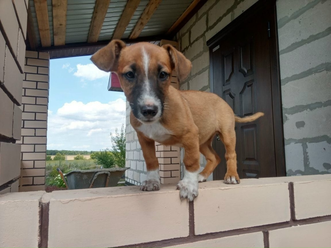 Найдена собака в Липецке — фото объявления