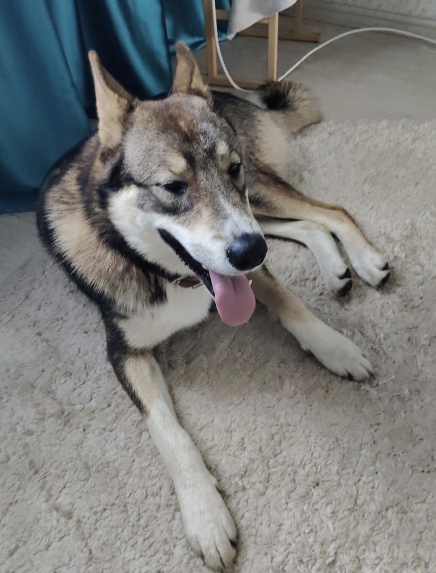 Найдена собака в Липецке — фото объявления