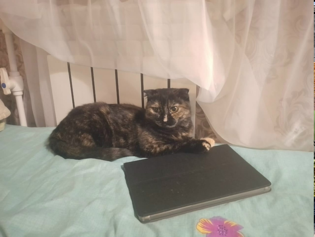 Найдена собака в Липецке — фото объявления