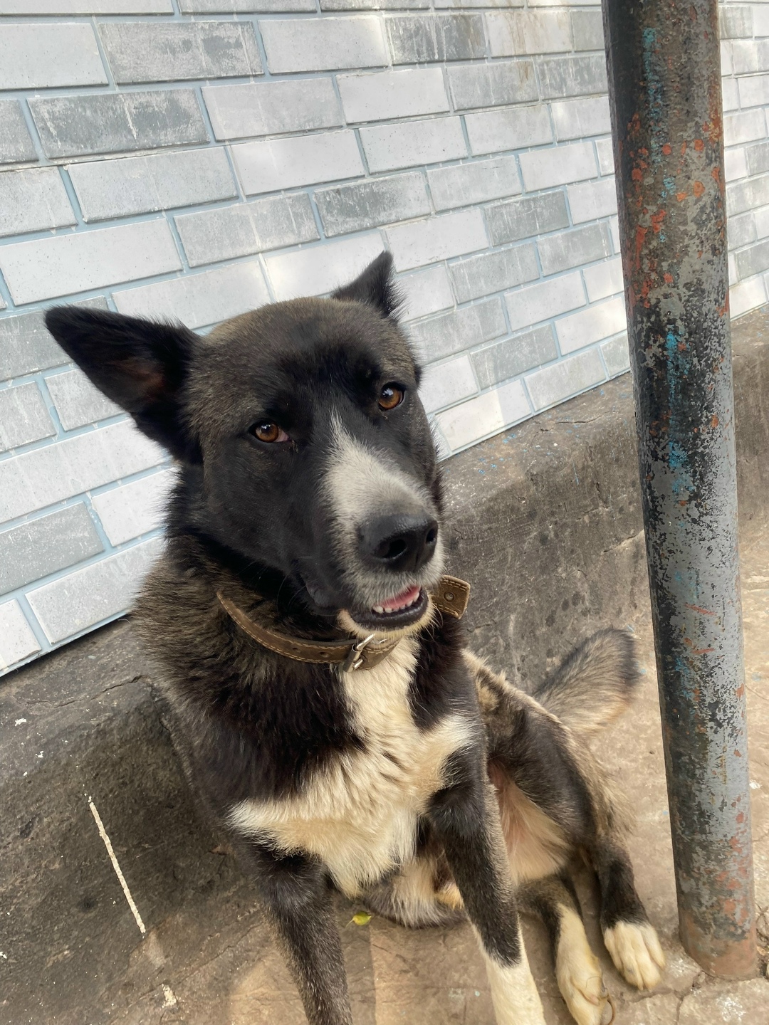 Найдена собака в Липецке — фото объявления