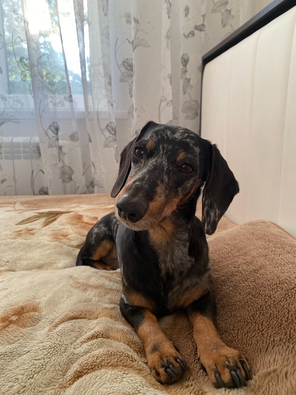 Найдена собака в Липецке — фото объявления