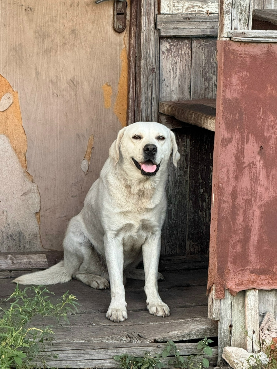 Найдена собака в Липецке — фото объявления