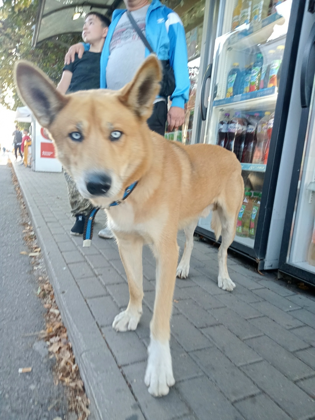 Найдена собака в Липецке — фото объявления